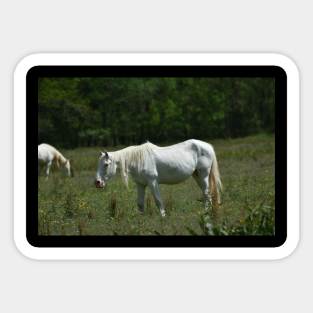 Wild Horse Sticker